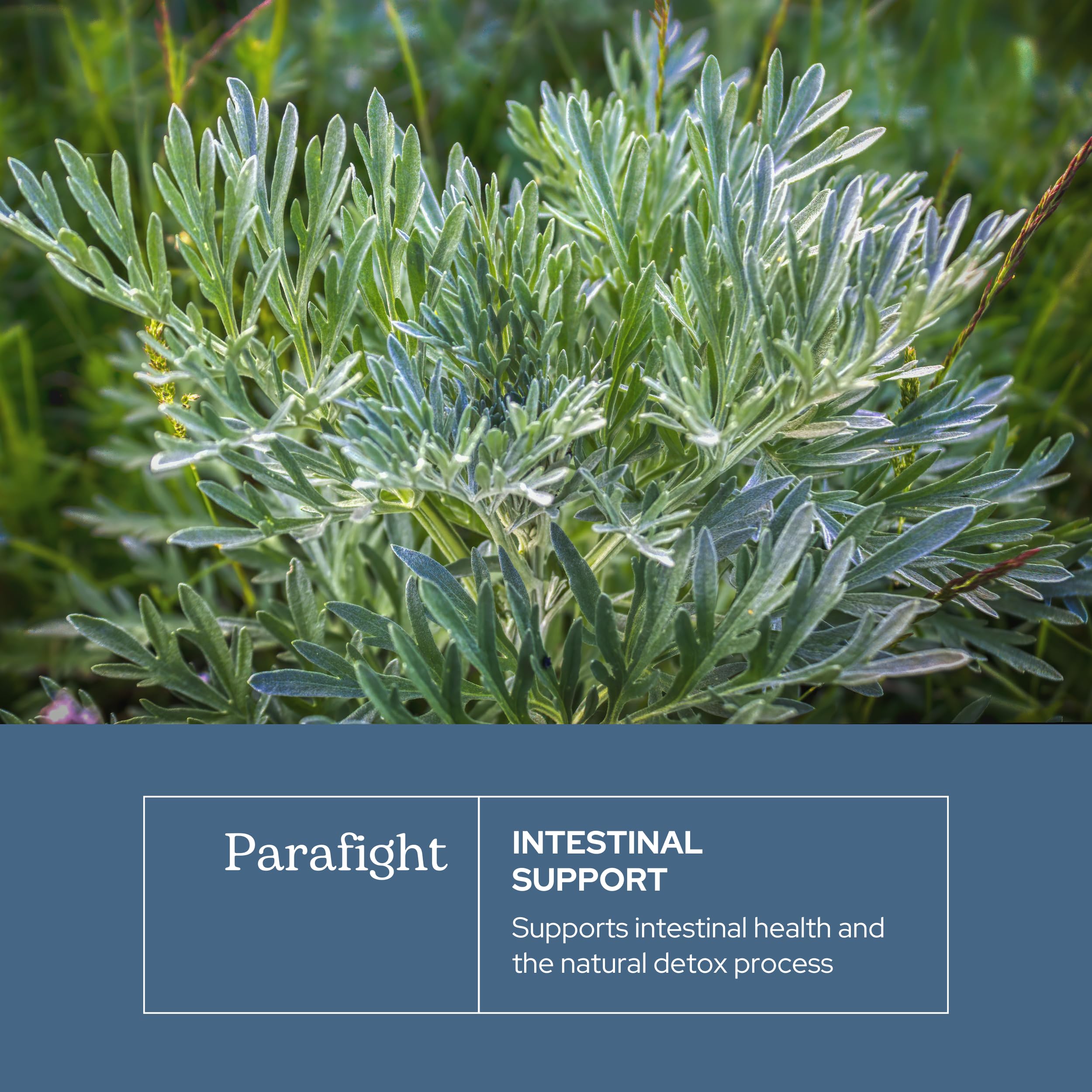 ECLECTIC INSTITUTE ParaFight label front with clear ingredients and vegan promise.