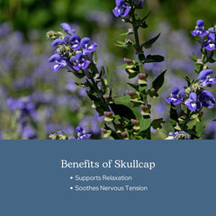 Eclectic Institute freeze-dried Skullcap preserves nutrients and potency.