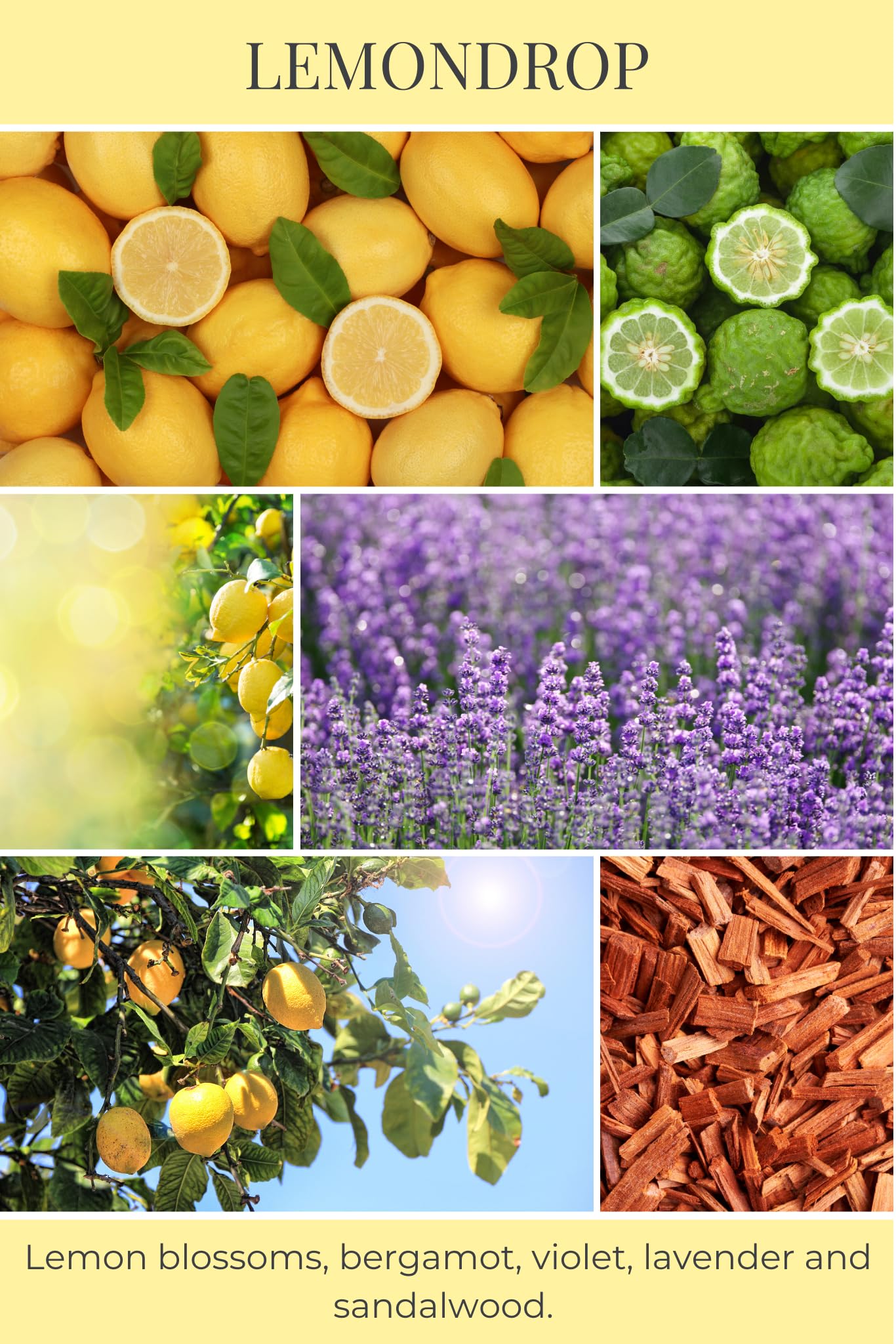 Eco Candle Co. Lemondrop tea lights showcase lemon-bergamot aroma