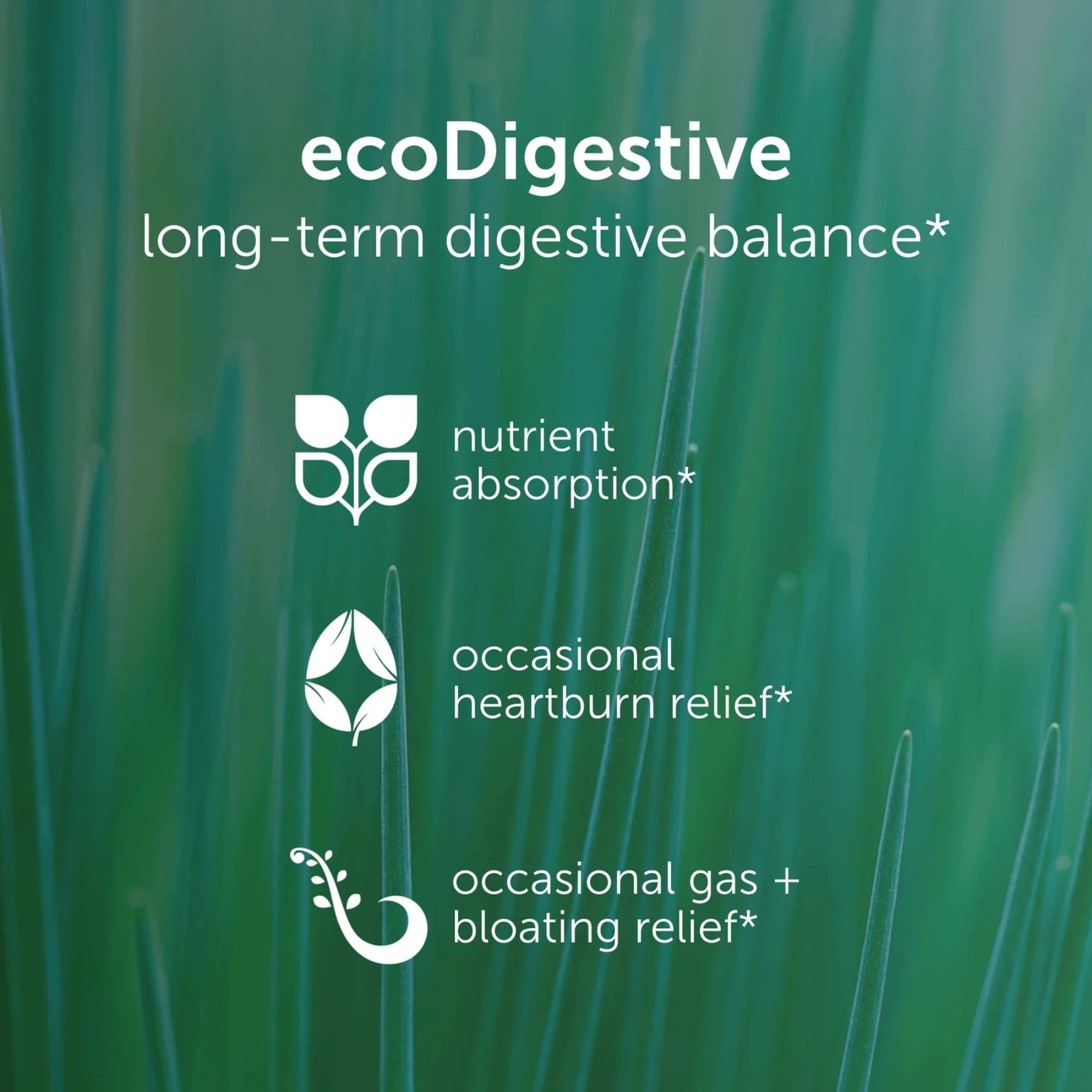 EcoNugenics EcoDigest capsules for convenient post-meal digestion support.