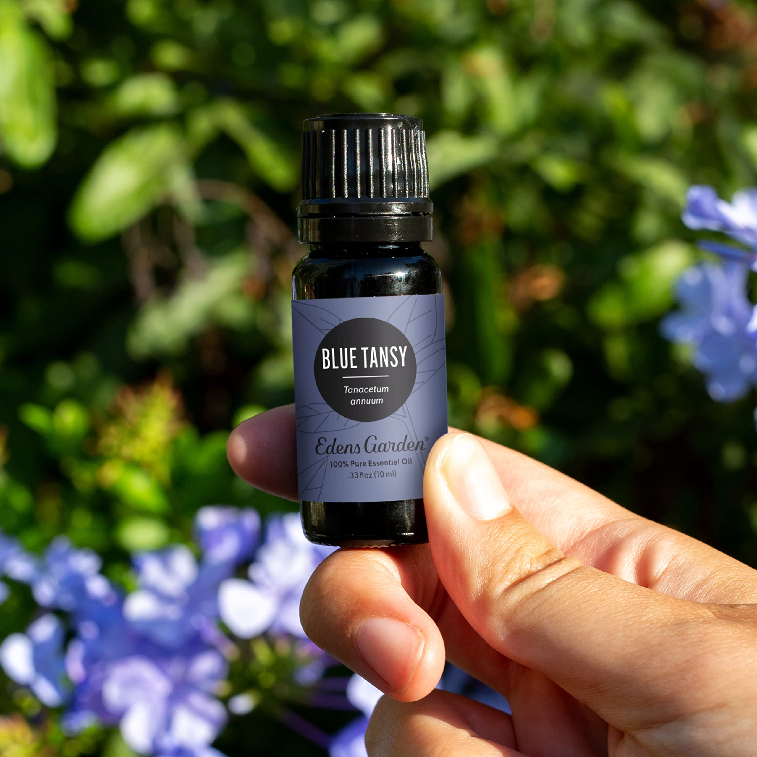 Label close-up of Edens Garden Blue Tansy oil, purity emphasized