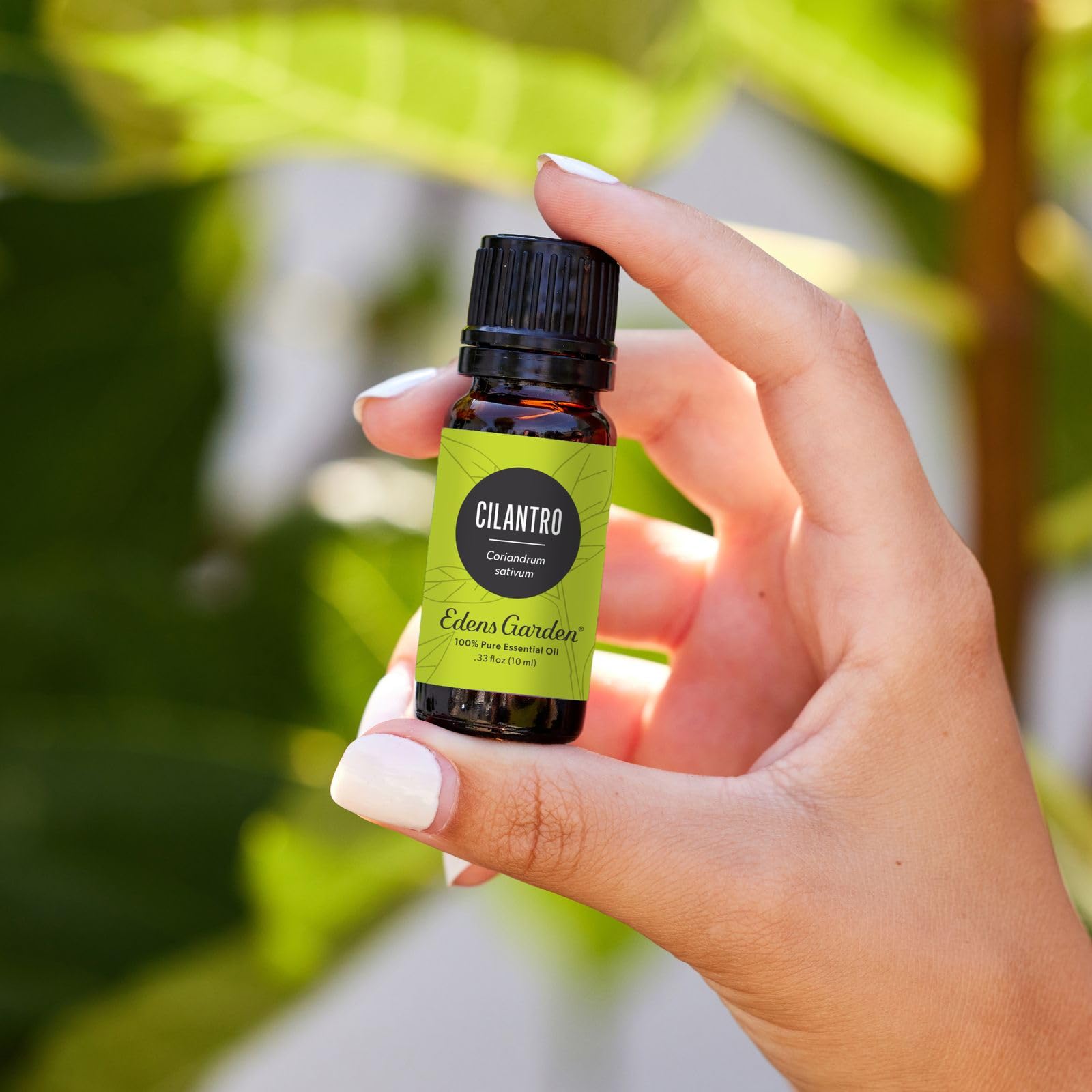 Edens Garden Cilantro Essential Oil in diffuser-ready bottle releasing bright herbaceous notes.