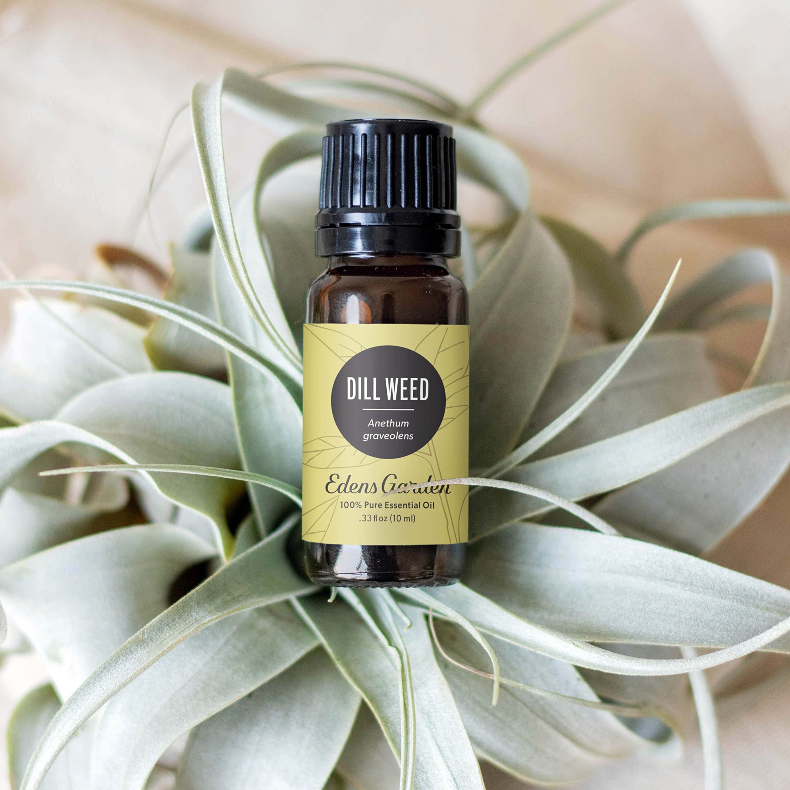 Edens Garden Dill Weed Oil bottle pour promotes uplifting scent for room ambience.