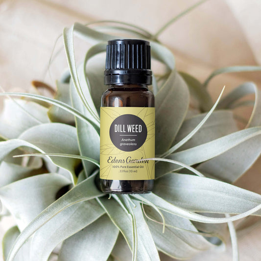 Edens Garden Dill Weed Oil bottle pour promotes uplifting scent for room ambience.
