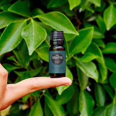 Edens Garden Eucalyptus Blue diffuser mist creates a clear, energized atmosphere