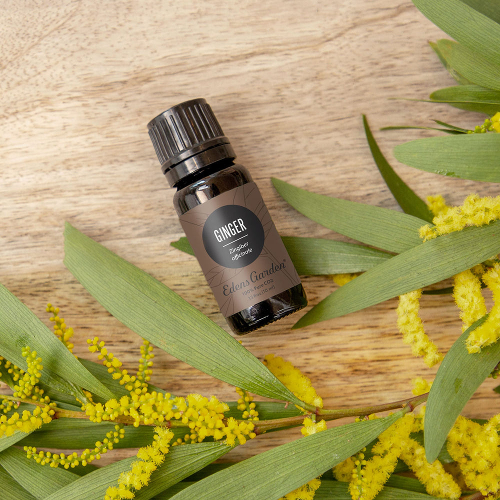 Edens Garden Ginger CO2 oil in a diffuser scene highlighting warm, spicy aroma
