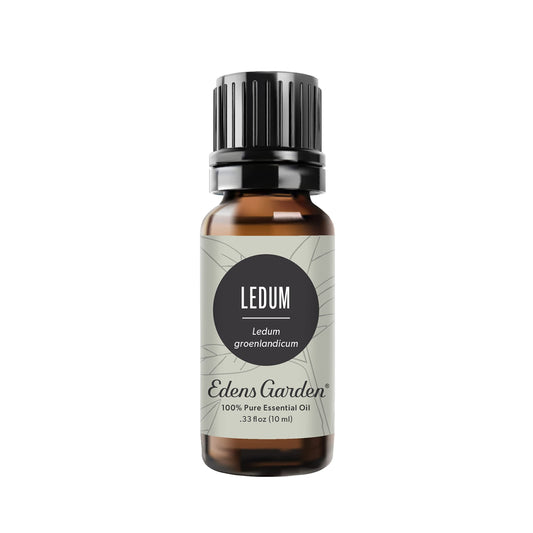Edens Garden Ledum essential oil bottle for grounding aroma and potential breathing ambiance.