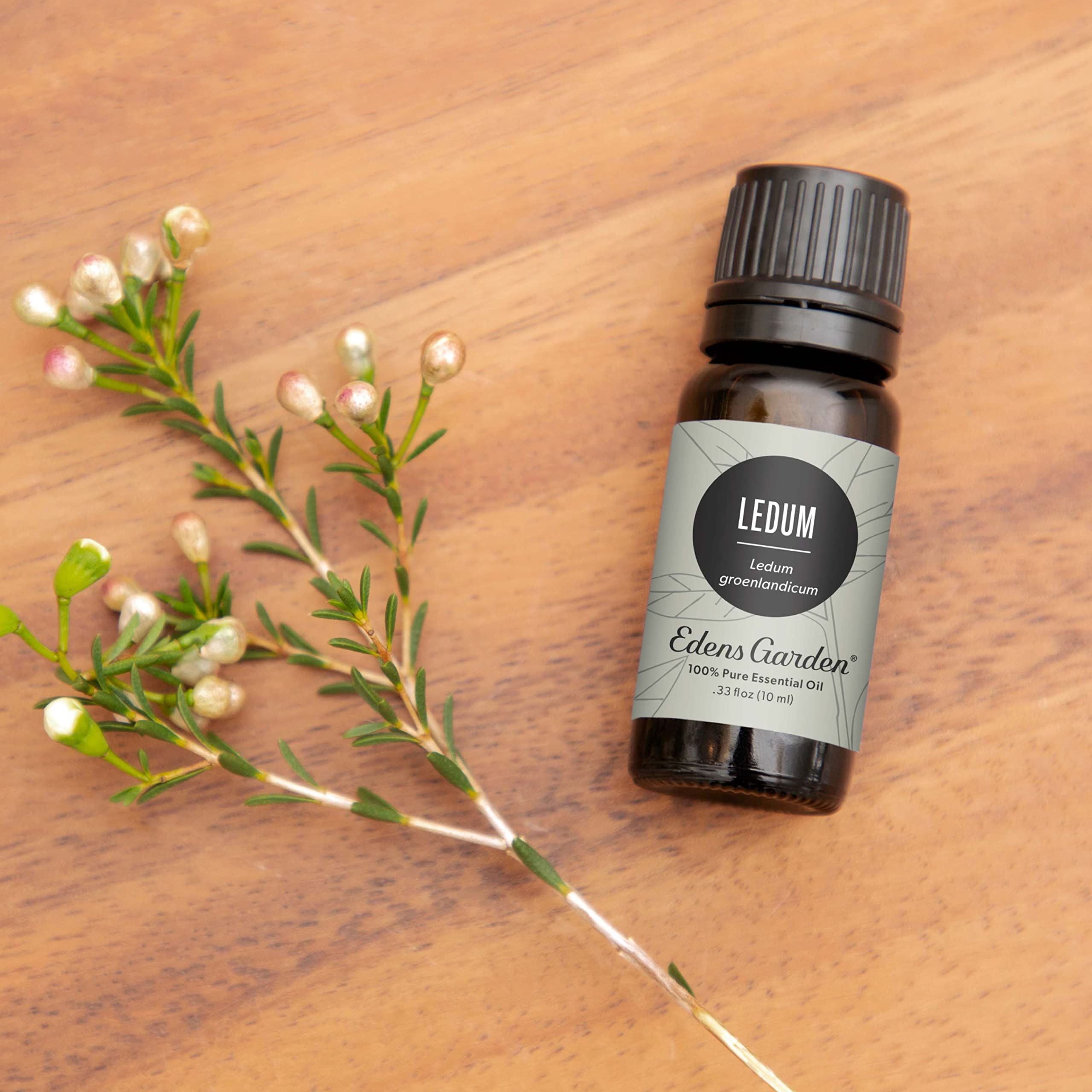 Ledum oil dropper bottle ready for diffuse use, promoting a calming space