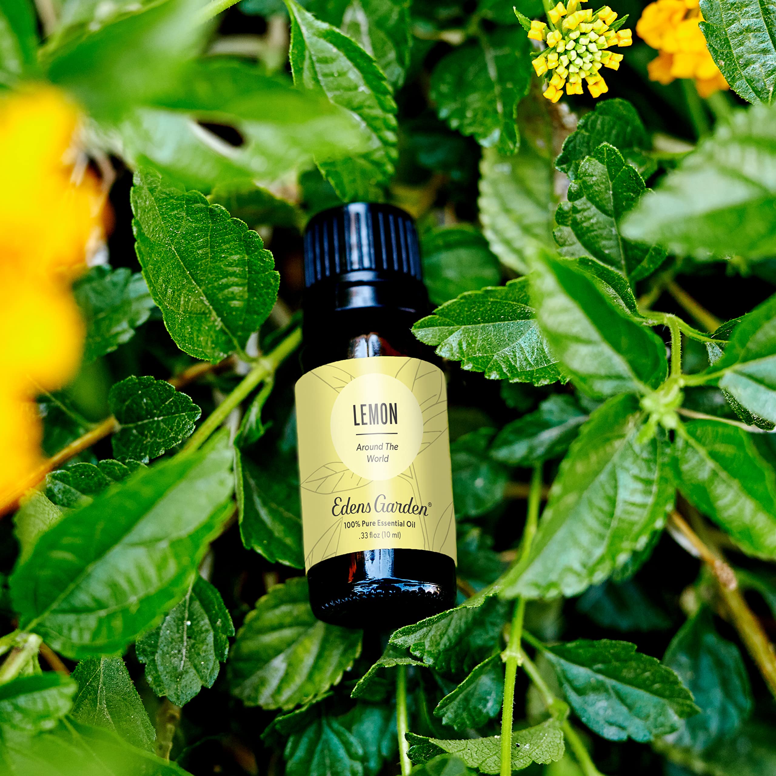Edens Garden Lemon Around The World in diffuser showing a refreshing citrus aroma.
