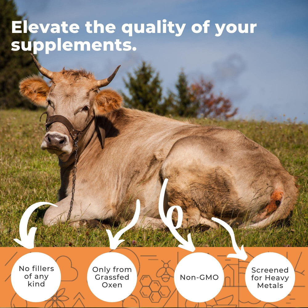 Eleva Nutrition ox bile capsules close-up highlights compact capsules for daily use