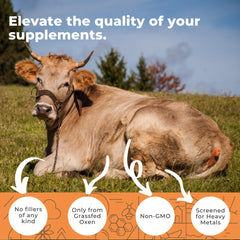 Eleva Nutrition ox bile capsules close-up highlights compact capsules for daily use