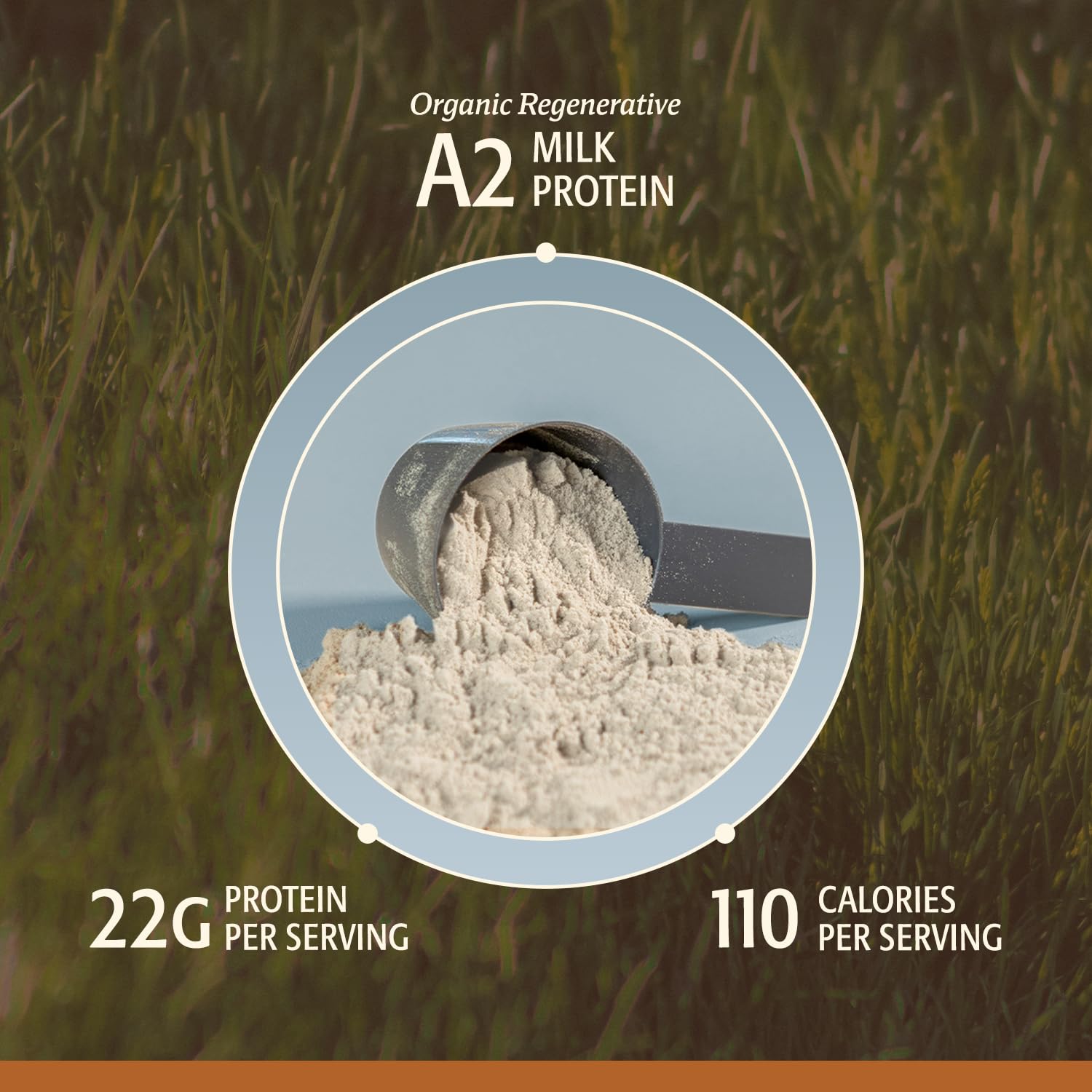 Grass-fed dairy farm supplying Elevate Organic protein with a sustainable source.