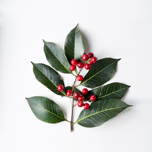 Wintergreen flavor of Essential Oxygen Brushing Rinse with a refreshing aftertaste.