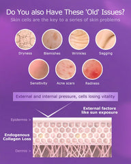 ESTHELIV PQQ diagram illustrating inner collagen support concept.
