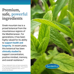 EuroMedica Cognitive Health Plus Bacopa monnieri herb illustration for memory support.