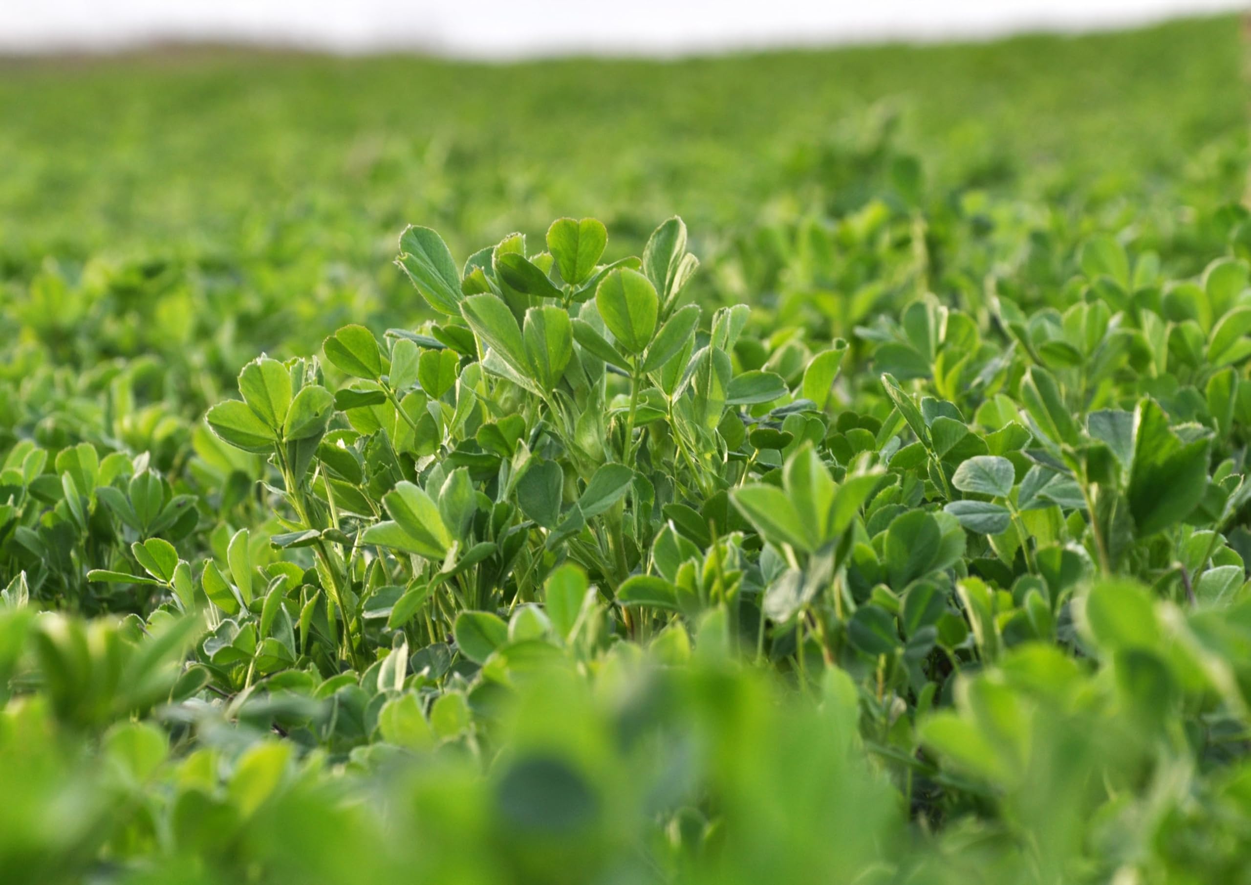 Food to Live Alfalfa Powder made from whole leaves, preserving nutrients