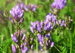 Food to Live alfalfa seeds storage in pantry, long shelf life reduces waste.