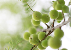 Food to Live amla powder clear-label packaging emphasizes organic origin