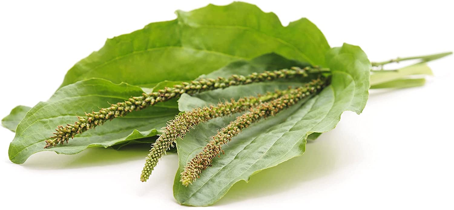 Food to Live psyllium husk powder in bakery and cooking applications.