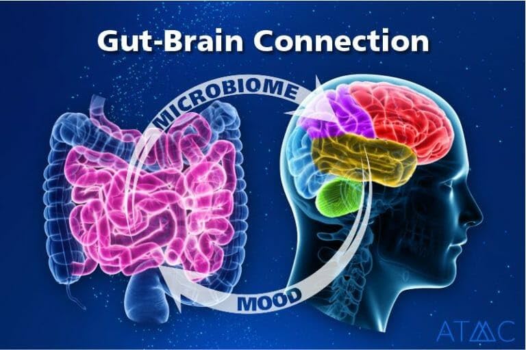 Gut-brain graphic hints mood and clarity benefits from the probiotic.