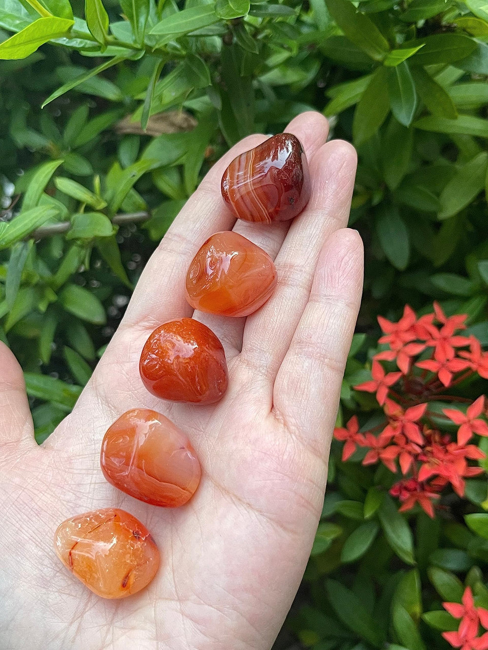 GAF TREASURES 1lb carnelian bundle with warm tones for motivation