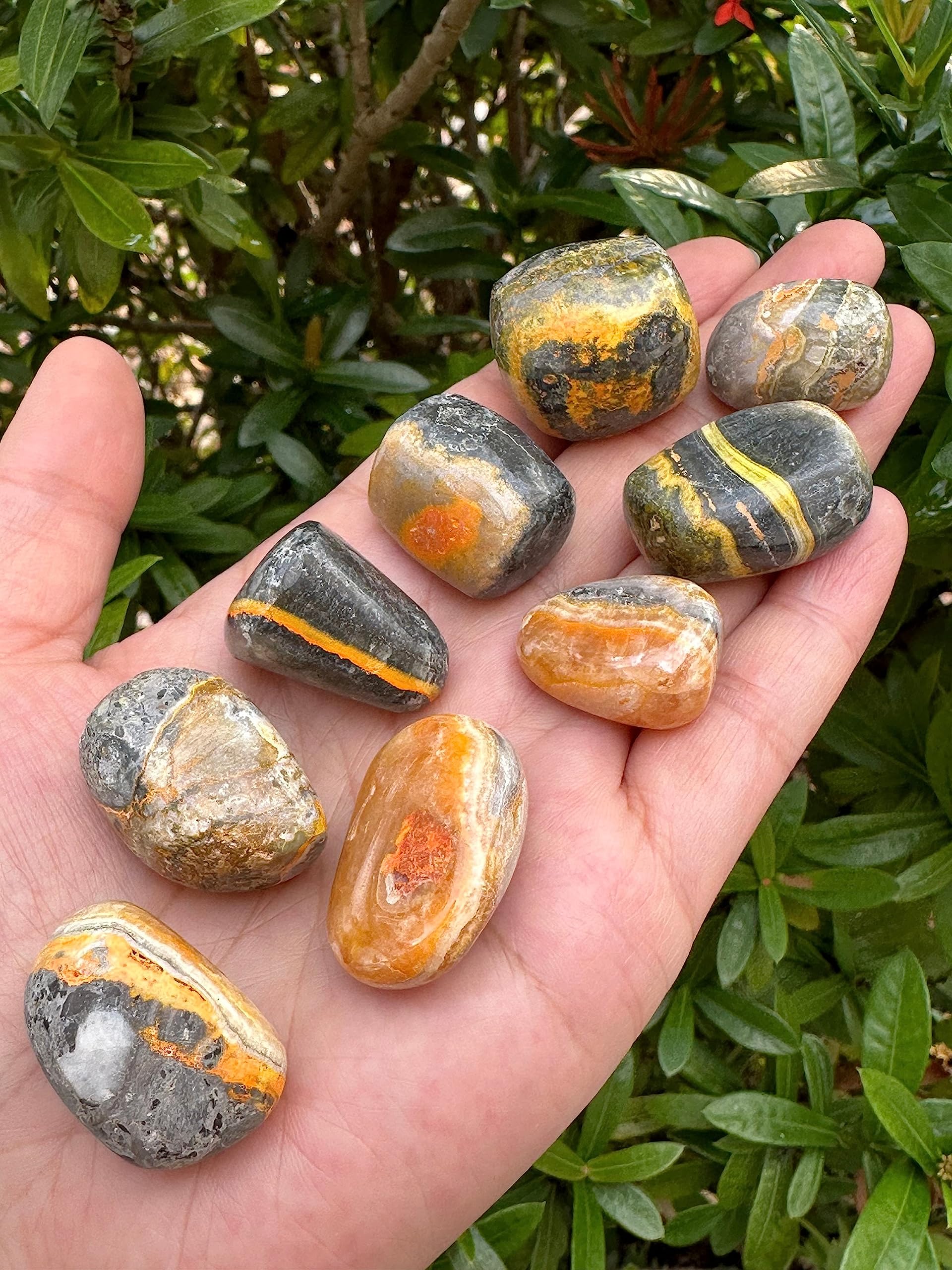 GAF TREASURES Bumble Bee Jasper 0.75 to 1.25 inch stones for versatile displays.