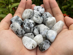 GAF Treasures Rainbow Moonstone displays natural variation in color and shape.