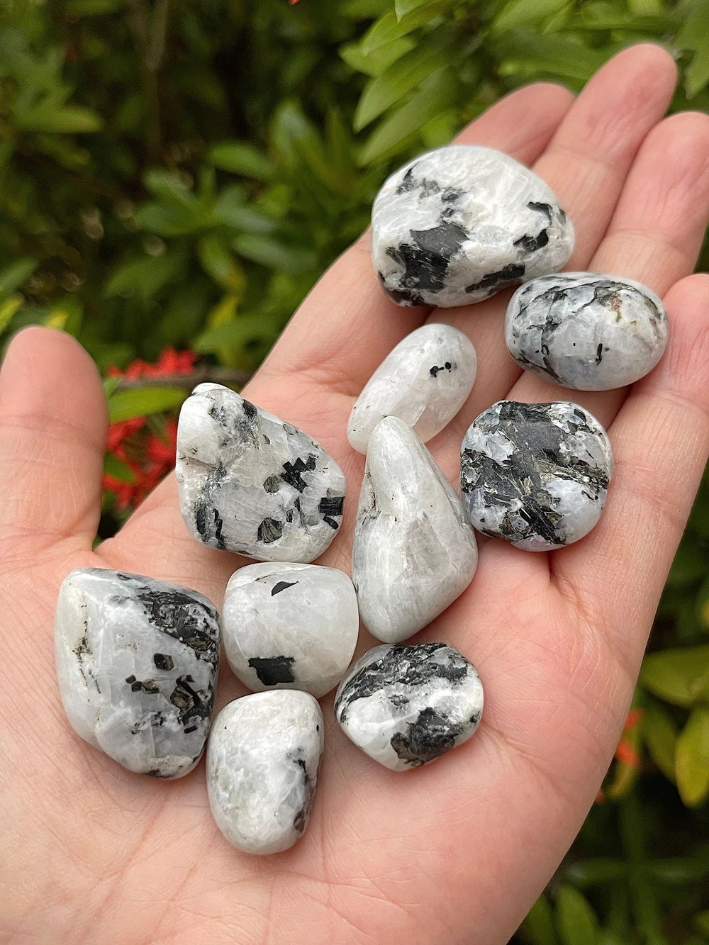 GAF Treasures Rainbow Moonstone pieces each with unique character.