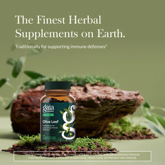 Gaia Herbs Olive Leaf label closeup showing oleuropein content for informed use