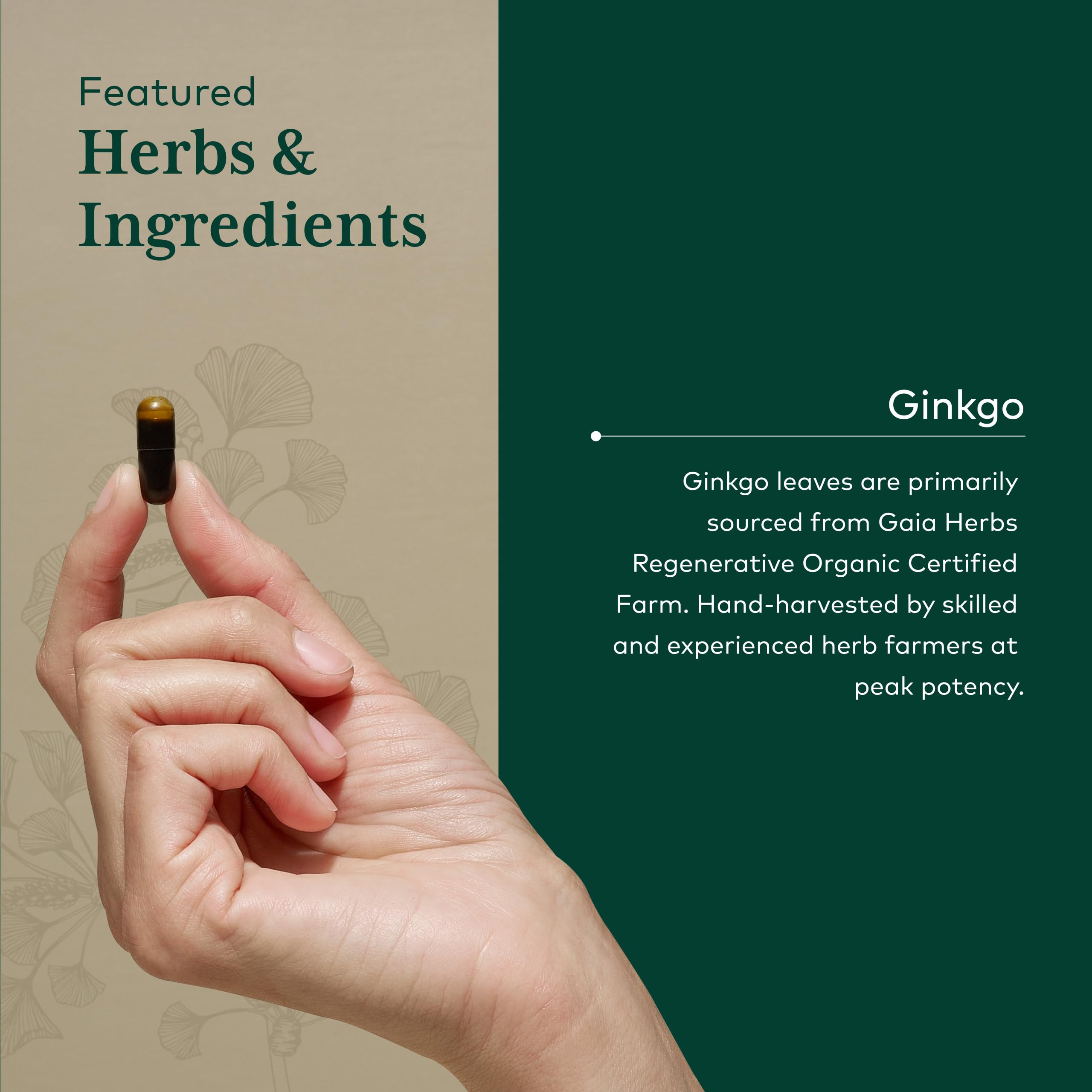 GAIA Herbs PRO Ginkgo leaf close-up showcases natural potency.