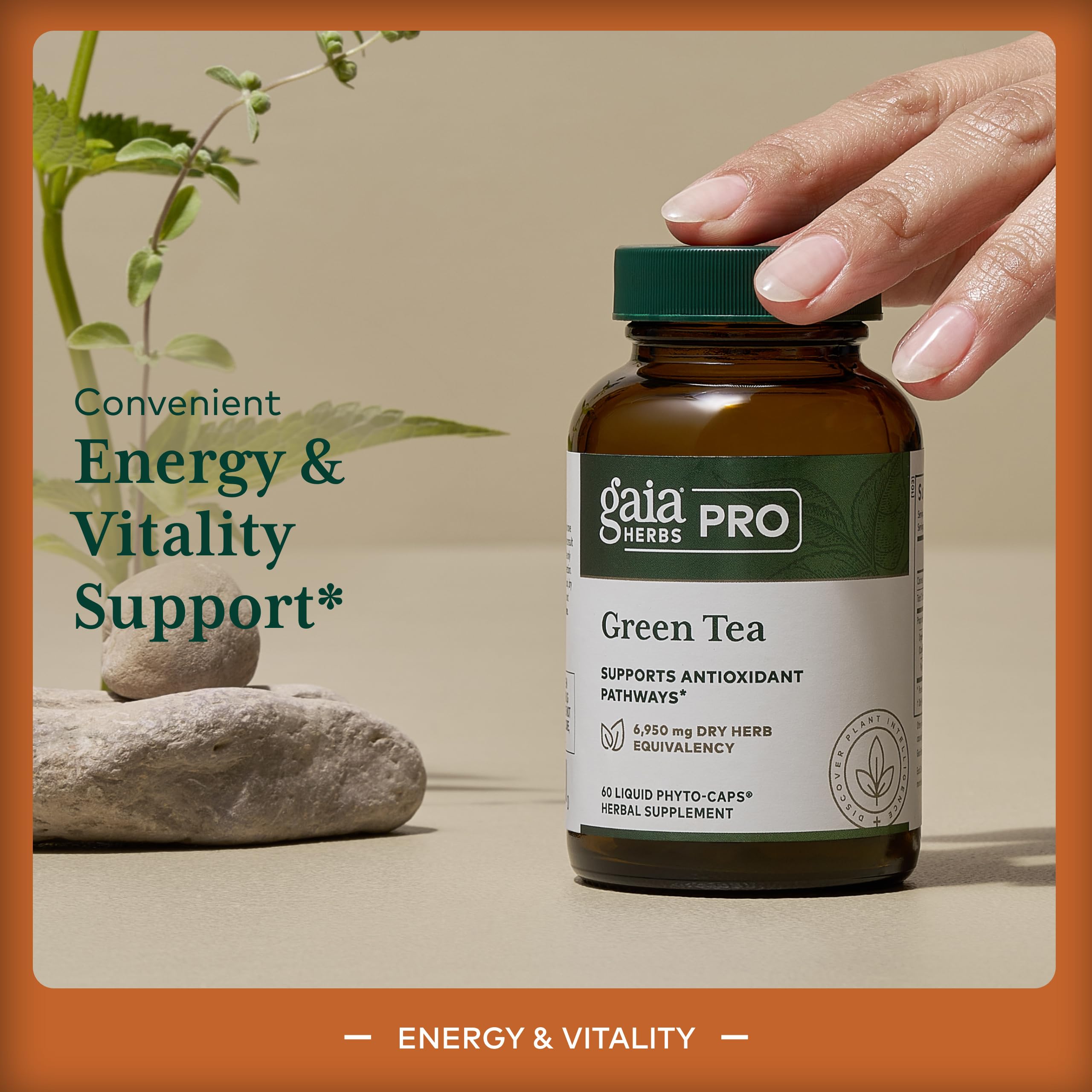 Gaia Herbs PRO green tea phytocaps image showing vegan capsules.