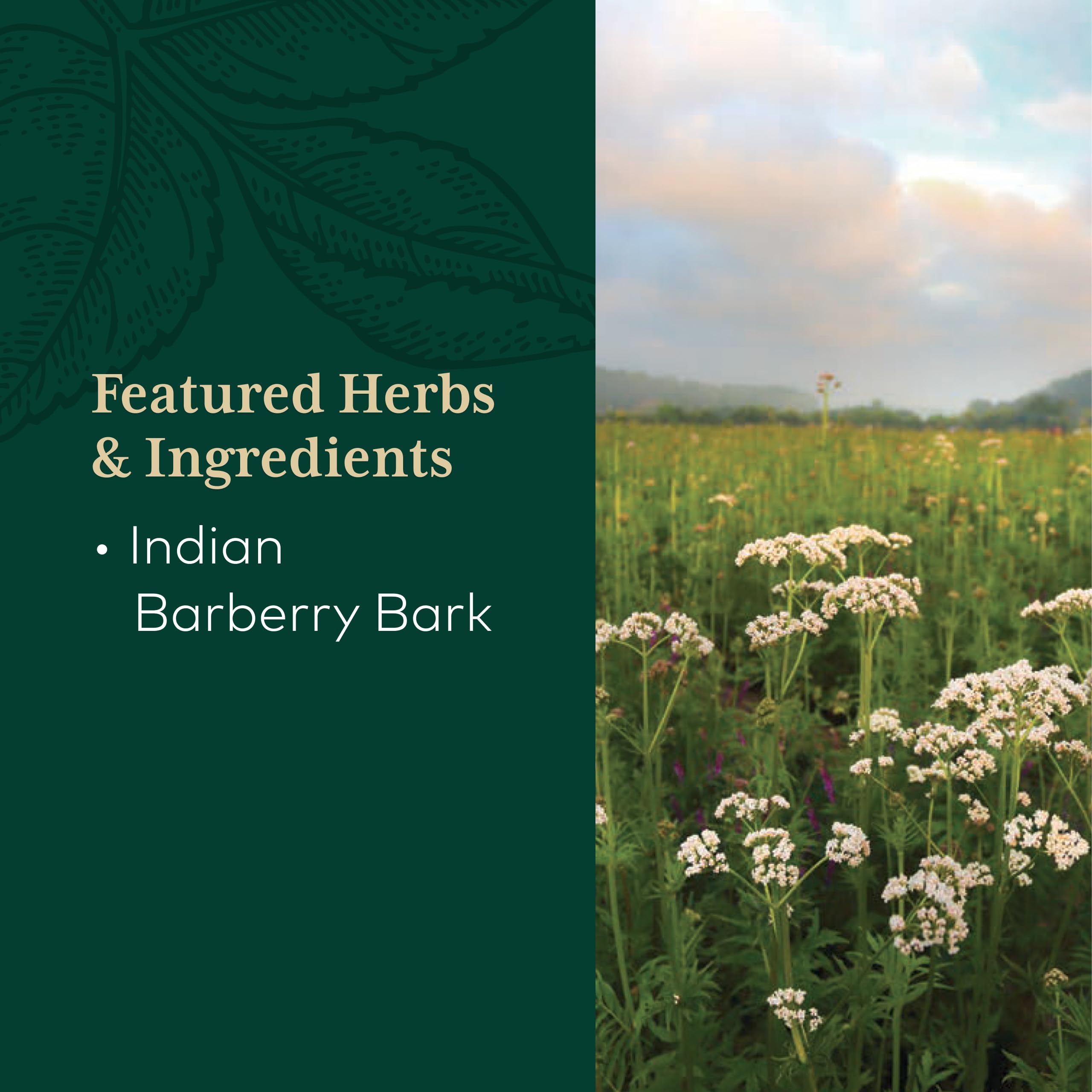GAIA Herbs PRO regenerative organic farm in North Carolina—sustainable ingredient sourcing.