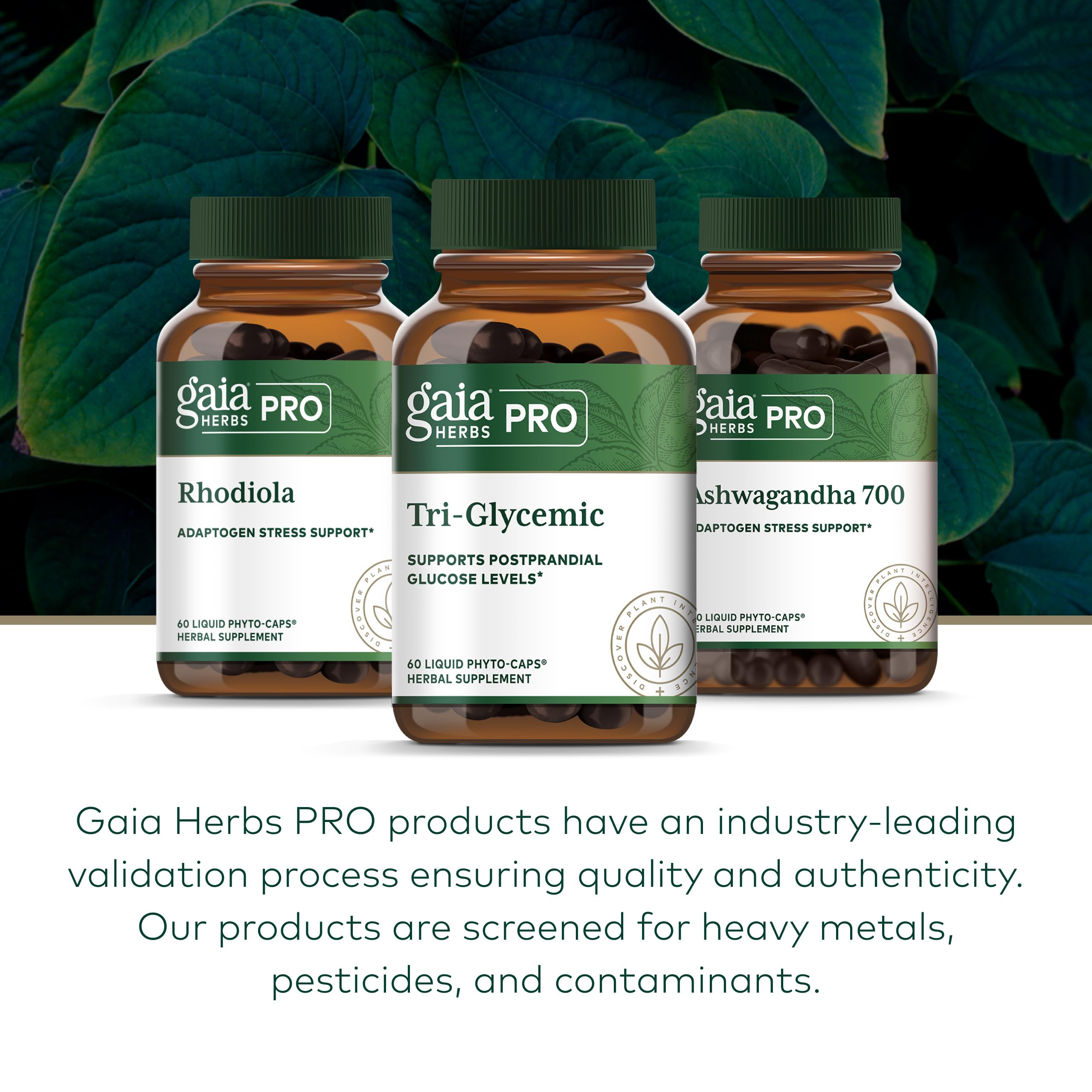 Gaia Herbs PRO Tri-Glycemic ginger root showcases flavorful, traditional metabolic support possibilities
