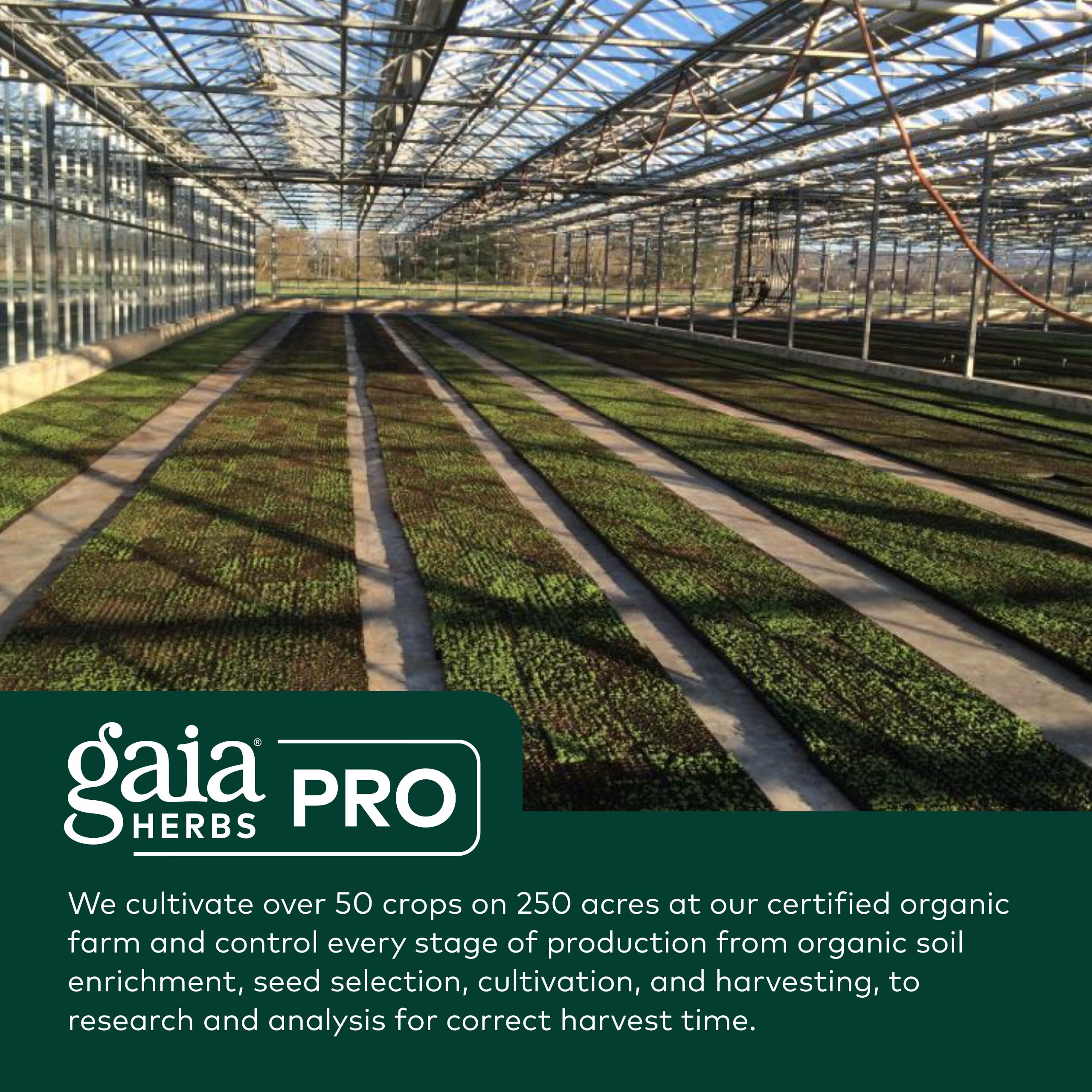 GAIA Herbs PRO vegan gluten-free soy-free label—suitable for diverse dietary needs.