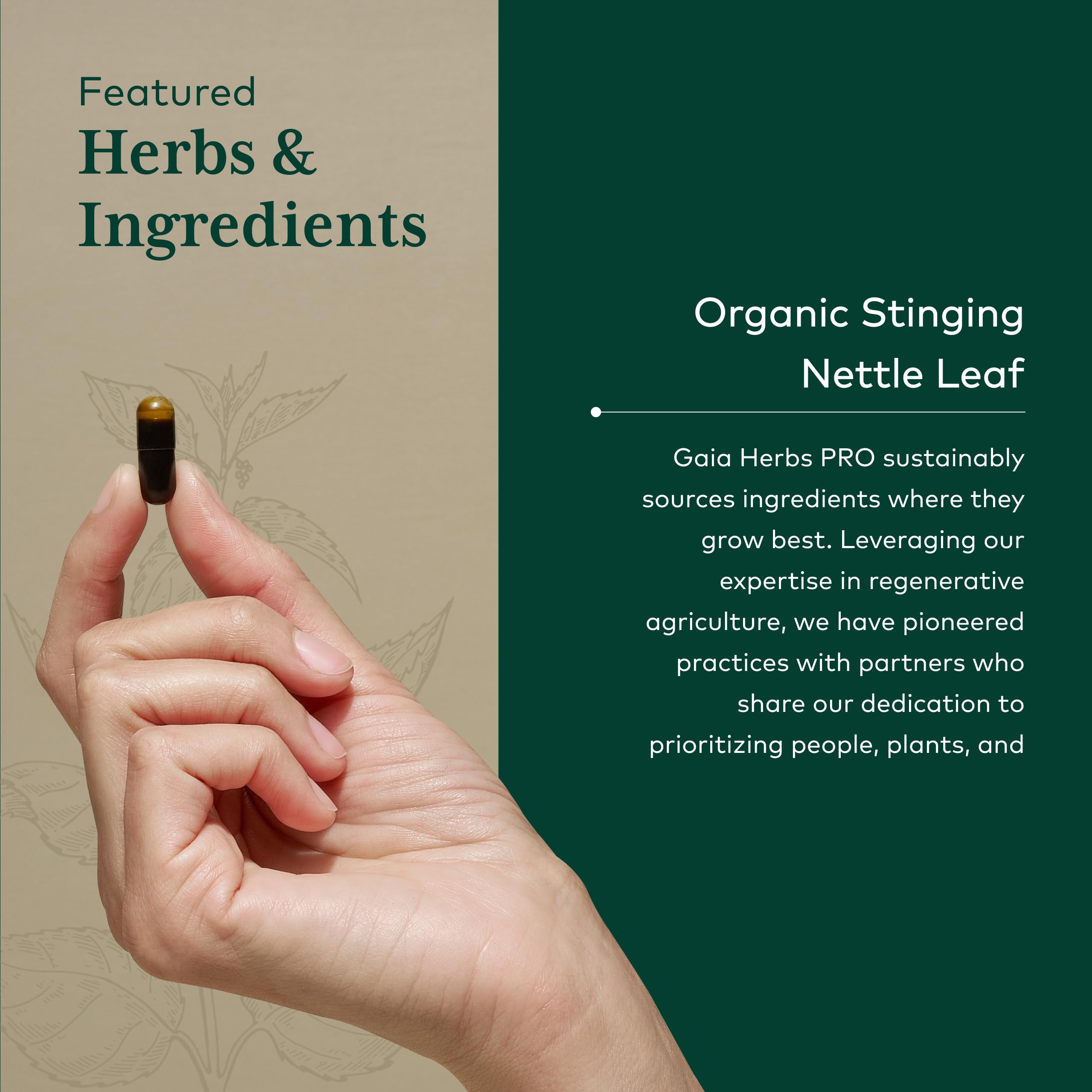 Gaia Herbs Stinging Nettle Leaf capsules in blister pack for vegan, gluten-free supplementation