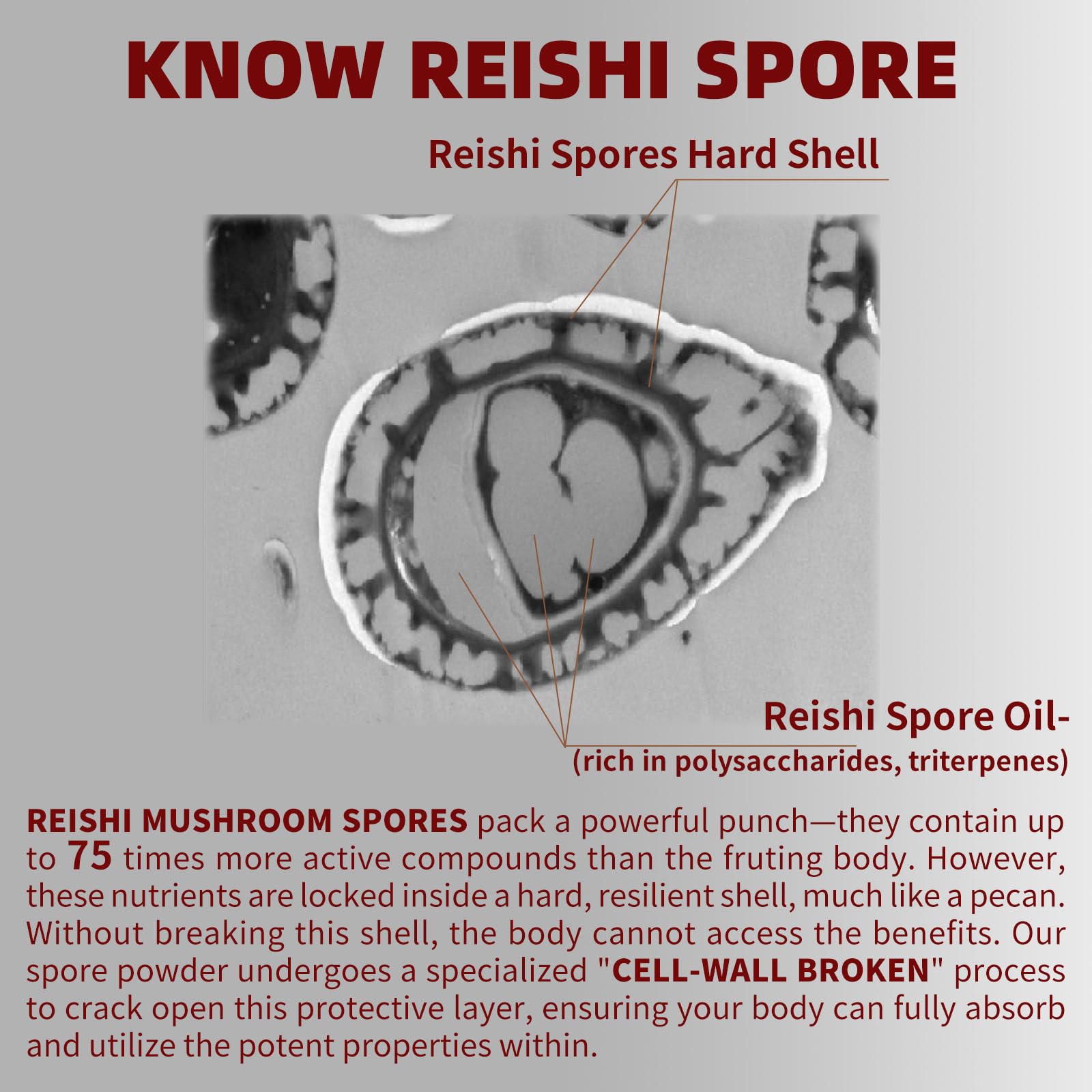 GANOHERB Reishi capsules being dispensed for daily use
