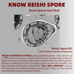 GANOHERB Reishi capsules being dispensed for daily use