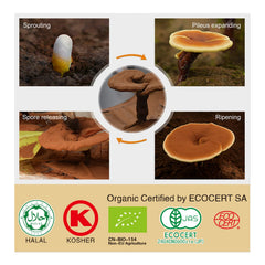 GANOHERB Reishi spore powder close-up highlighting potency