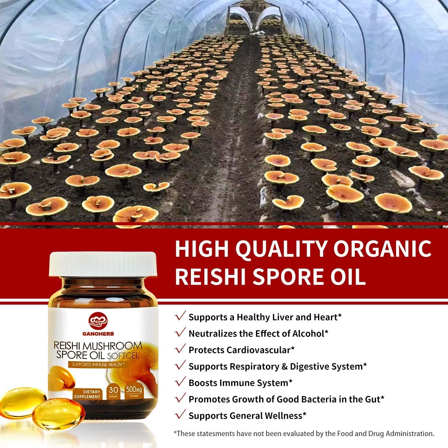 Extraction process using supercritical CO2 preserves bioactives in GANOHERB Reishi Spore Oil.