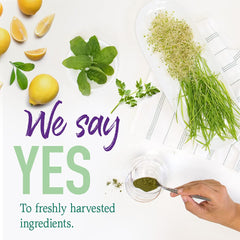 Garden of Life Raw Organic Perfect Food immune-support nutrients for everyday wellness