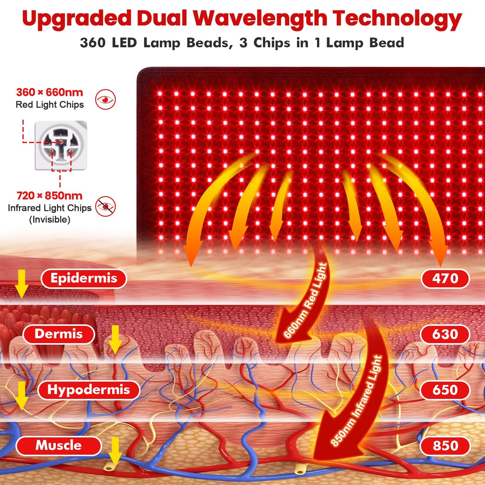 GarveeHome red light therapy belt side view showing slim profile for comfortable wear.