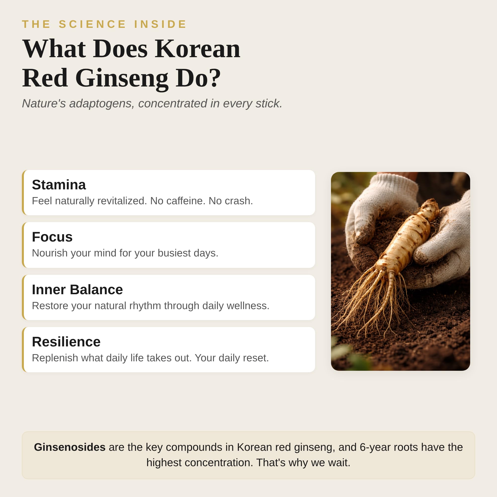 GINSEGOLD Korean red ginseng stick over ice demonstrates refreshing caffeine-free vitality.