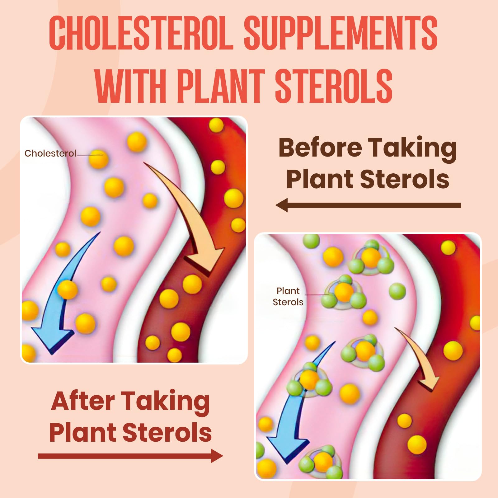 Glorithiventa graphic highlighting plant sterols and stanols blend.