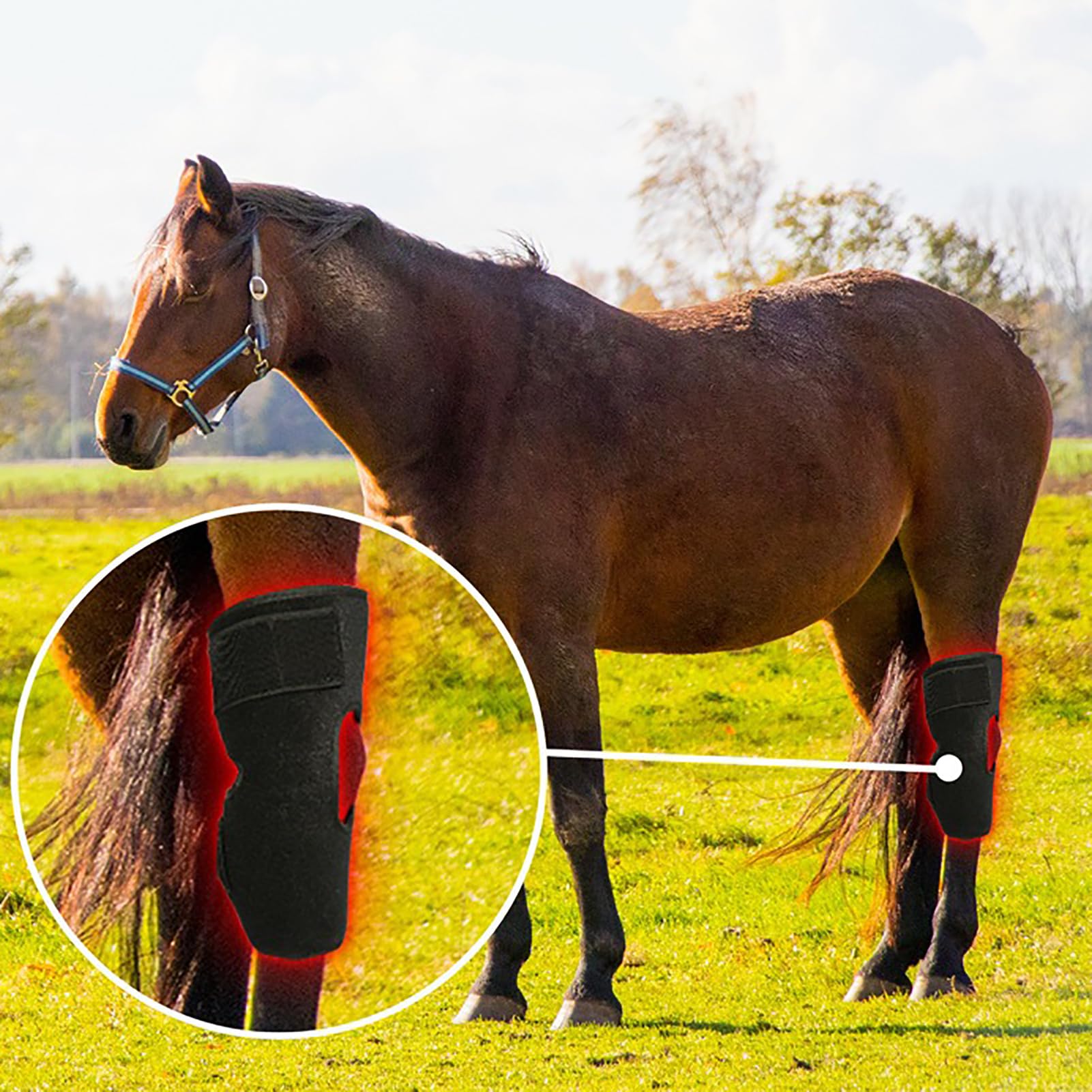 GOURIXIN compact care setup fits in trailer or stall for easy routines.