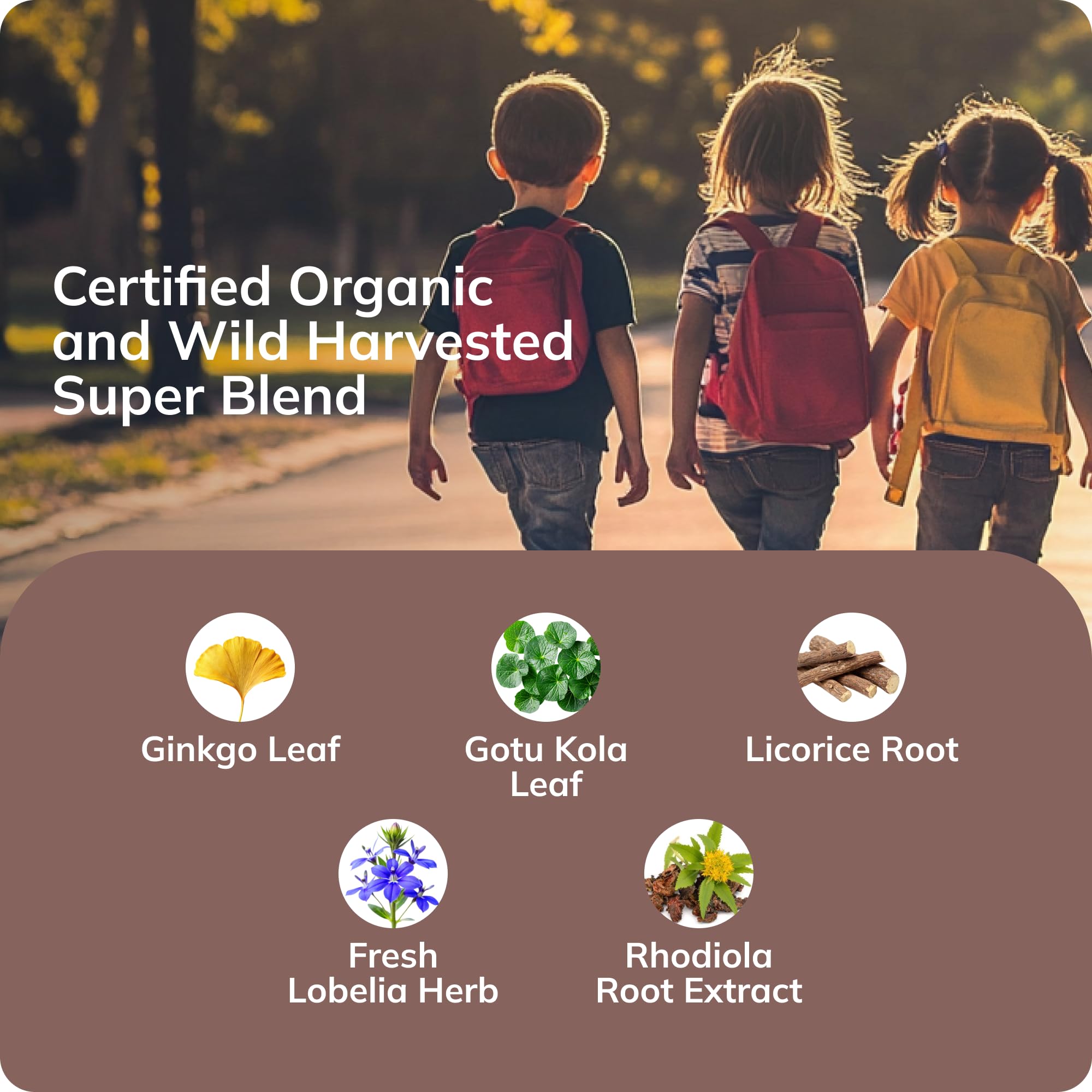 Grama Wellness organic herbs panel emphasizing natural brain support ingredients