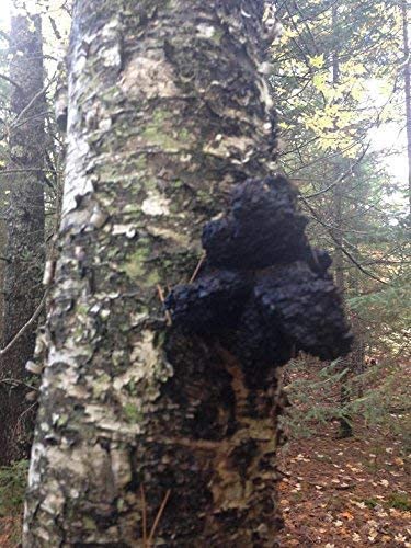 Great Lakes Treats Chaga dried for soothing herbal tea blends.