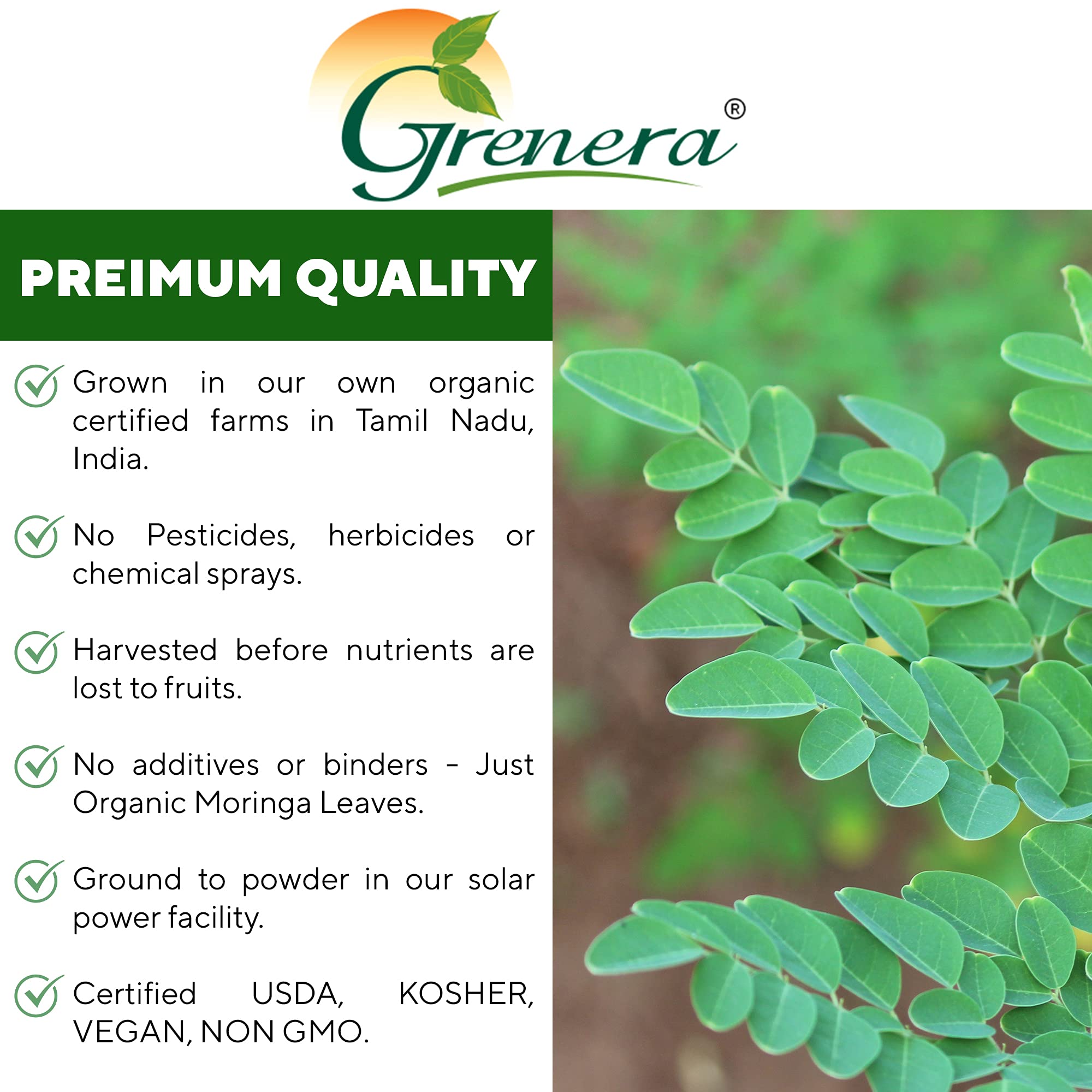 Grenera Moringa Powder in a tea cup, for warm daily rituals.