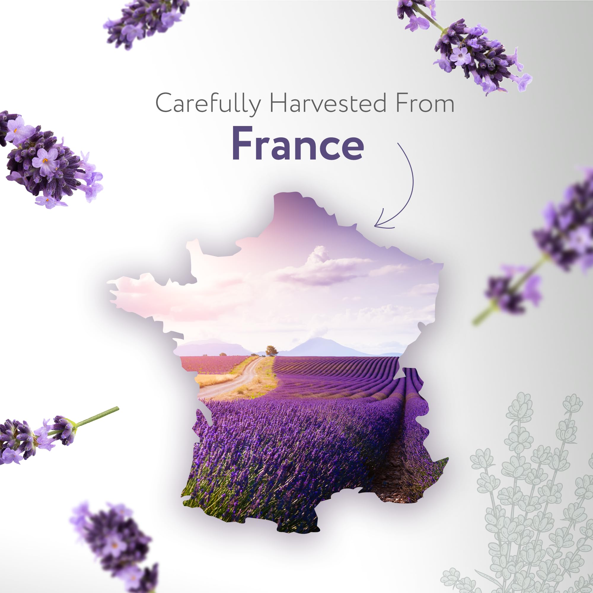 HBNO Lavender Dutch Oil flowers steam-distilled source hints at purity and aroma.
