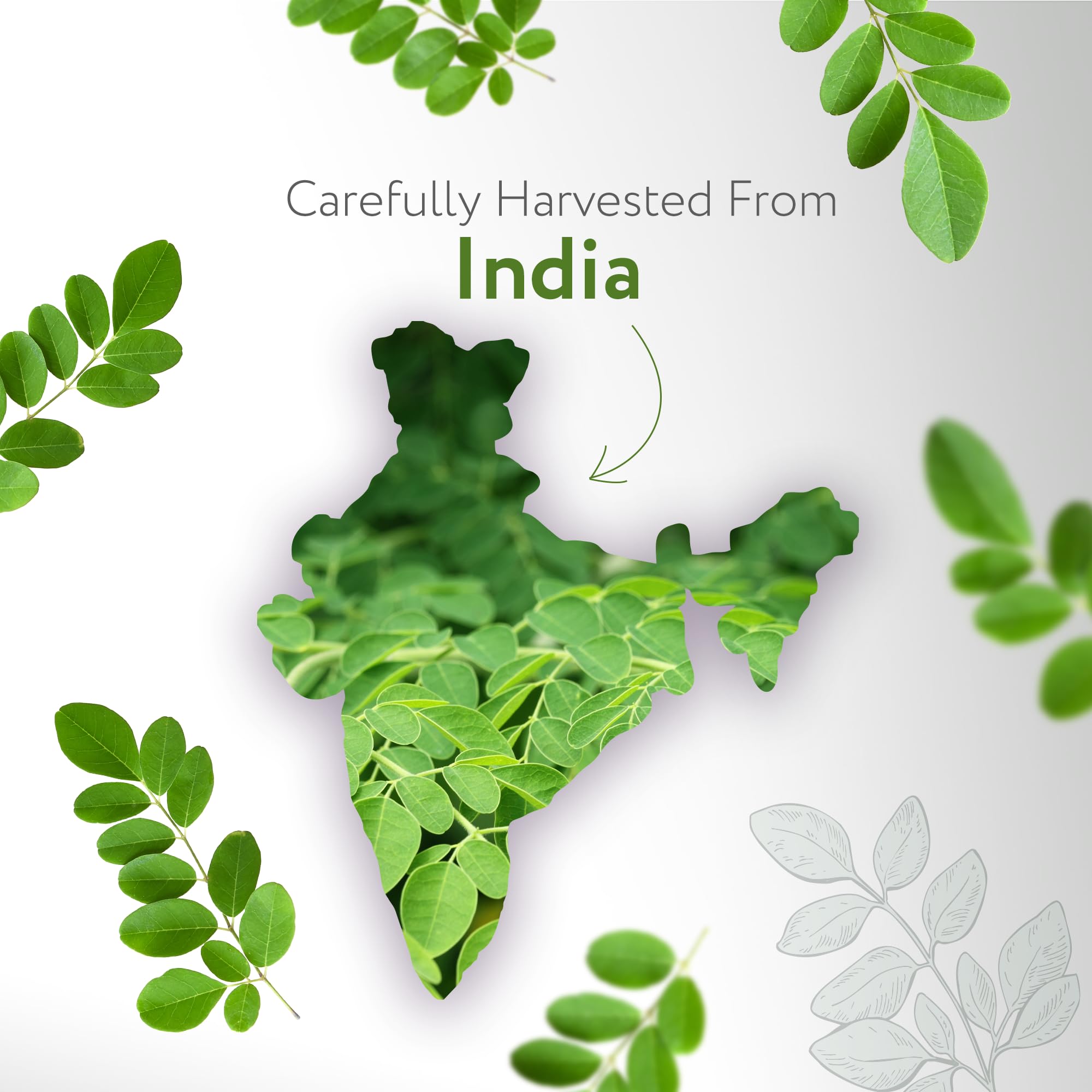 HBNO Moringa Oil bottled in the USA at a northern California facility