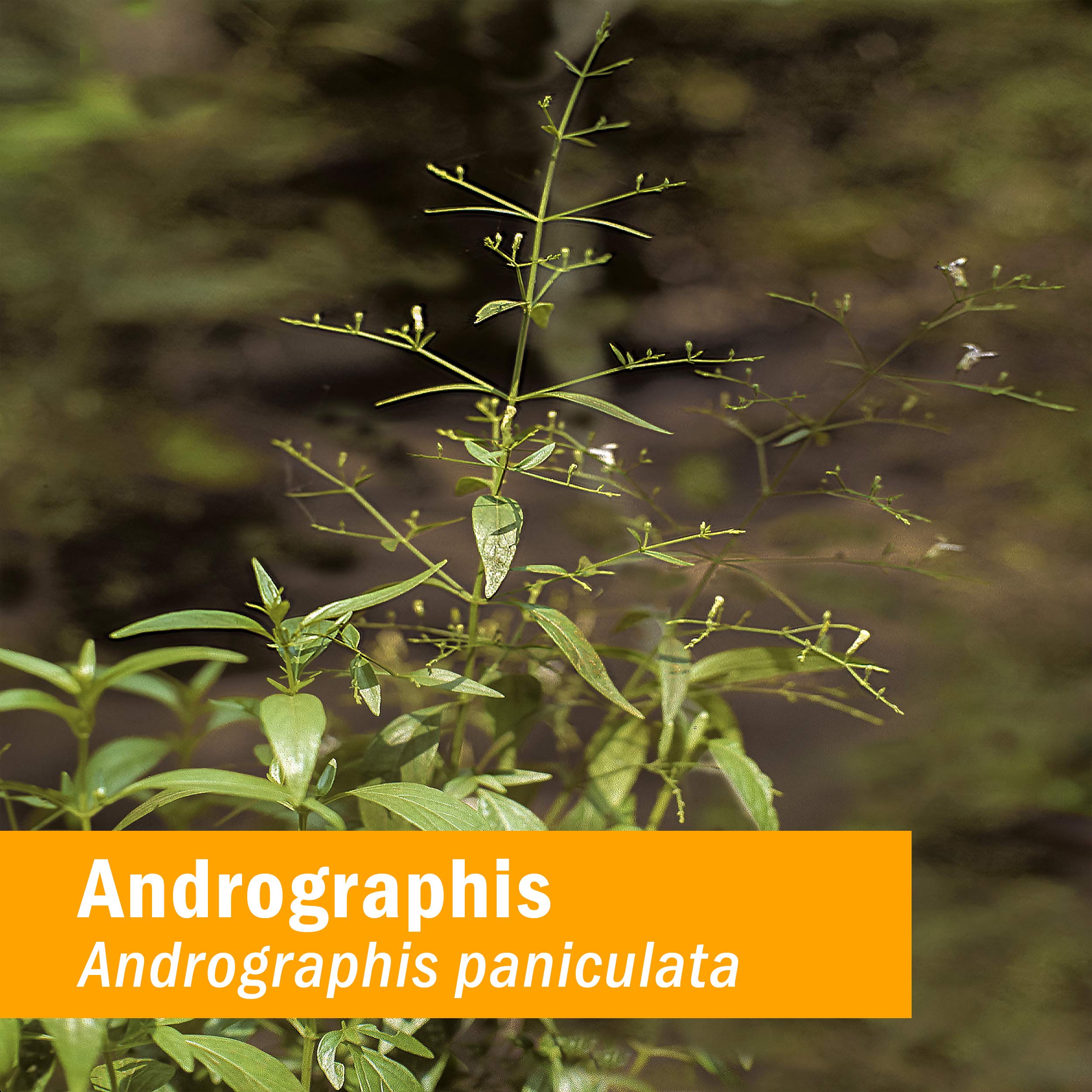 Dropper releases Andrographis extract for quick, rapidly absorbed liquid form.